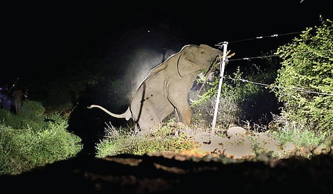 இரு தரப்புக்கும் உதவும் சூரிய வேலிகள் | காடு என்ன சொல்கிறது? - 15