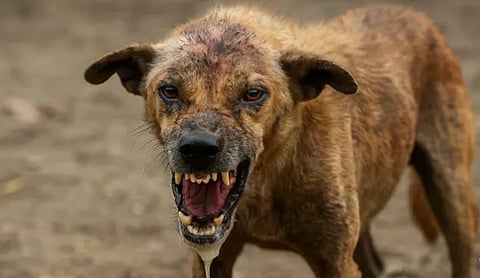 தமிழகத்தில் நடப்பாண்டில் நாய்க்கடியால் 2 லட்சம் பேர் பாதிப்பு: ரேபிஸ் தொற்றால் 13 பேர் உயிரிழப்பு