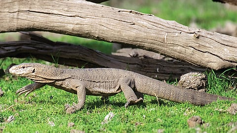 உடும்பு | படம்: அபூர்வ் கர்லேகர் |