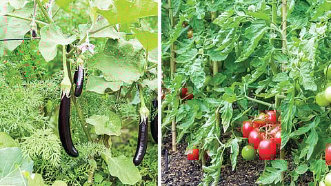 மண்ணுக்கு உணவு அல்லது பயிருக்கு உரம் எது முக்கியம்?