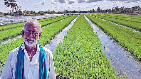 ஏராகம் கிராமத்தில் சாகுபடி செய்யப்பட்டுள்ள நிழல் வலை நாற்றங்கால் |&nbsp;விவசாயி சாமிநாதன்