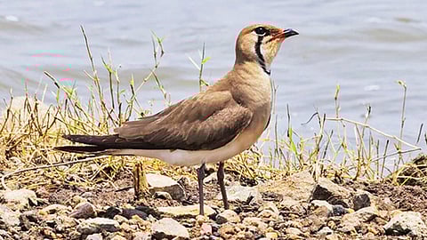 பெரிய தோல் குருவி