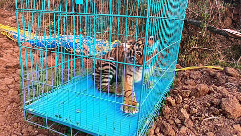 ஊட்டி அருகே தாயை பிரிந்த புலிக்குட்டி மீட்பு - மற்றொரு குட்டியை தேடும் வனத்துறை