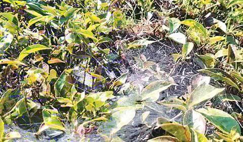 ஊட்டி அருகே சோலூர் பகுதியில் தேயிலை செடிகளில் சிவப்பு சிலந்தி தாக்குதல் ஏற்பட்டுள்ளது.