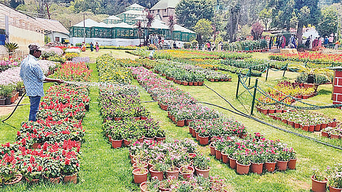 ஊட்டி அரசு தாவரவியல் பூங்காவில் மலர் கண்காட்சிக்காக மலர் தொட்டிகள் பராமரிப்பு பணியில் ஈடுபட்டுள்ள ஊழியர். | படம்: ஆர்.டி.சிவசங்கர். |