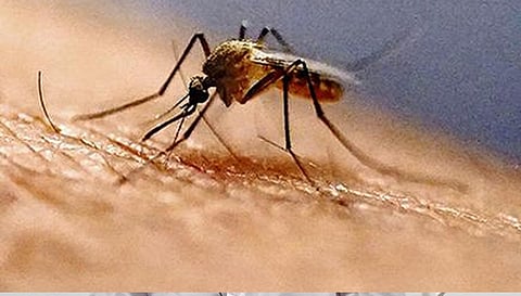 கொசுத் தொல்லை தொடர்பாக புகார்கள் வந்தால் 48 மணி நேரத்தில் நடவடிக்கை எடுக்க வேண்டும்: ஐகோர்ட்