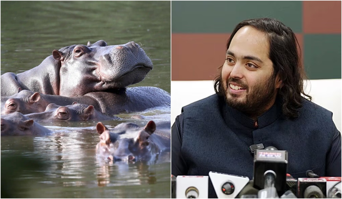 இனப்பெருக்க அதிகரிப்பால் 80 நீர்யானைகளை கொல்ல கொலம்பியா முடிவு - ‘வன்தாரா’வுக்கு அனுப்ப ஆனந்த் அம்பானி வேண்டுகோள்