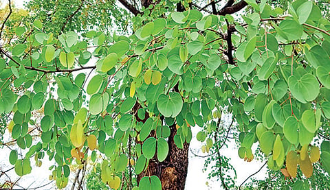கானுயர் மரங்கள் | காட்டு வாழ்க்கை 03