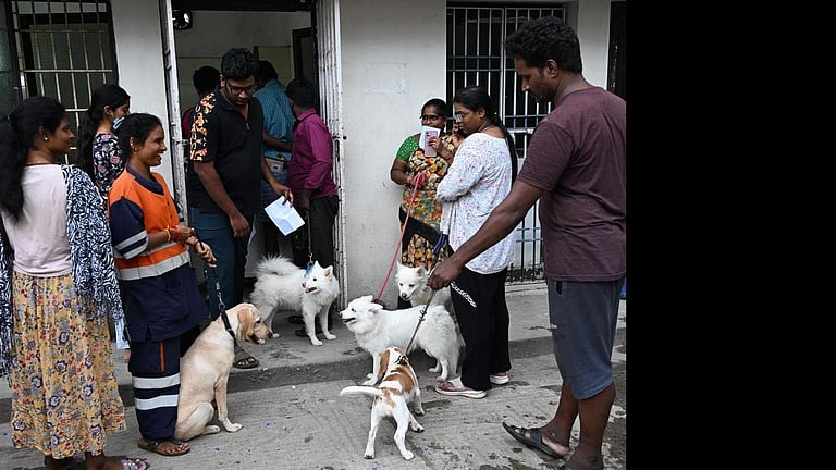 சென்னை மாநகராட்சி சார்பில் 3,000 செல்லப் பிராணிகளுக்கு ஒரே நாளில் மைக்ரோ சிப் பொருத்தம்