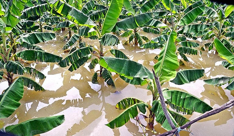 நெல்லையில் கனமழையால் 1 லட்சம் வாழைகள் சேதம்!