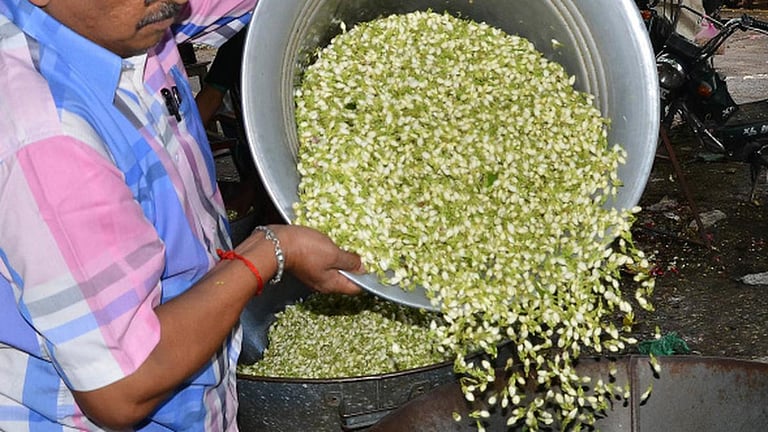 தொடர் மழையால் பூக்கள் சாகுபடி பாதிப்பு: தென்காசி மாவட்டத்தில் மல்லிகை கிலோ ரூ.7 ஆயிரமாக உயர்வு