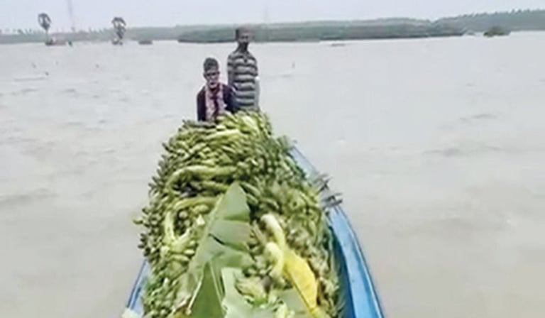 திருச்செந்தூர் அருகே படகில் சென்று வாழைத்தார் அறுவடை செய்த விவசாயிகள்!