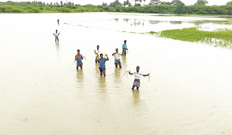 கனமழை: சிதம்பரம் அருகே 5,000 ஏக்கர் நெற்பயிர்கள் சேதம்!