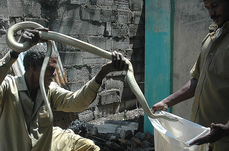 தமிழகம் முழுவதும்  பிடிபட்ட 1,127 பாம்புகள்... புயலின்போது சிக்கின