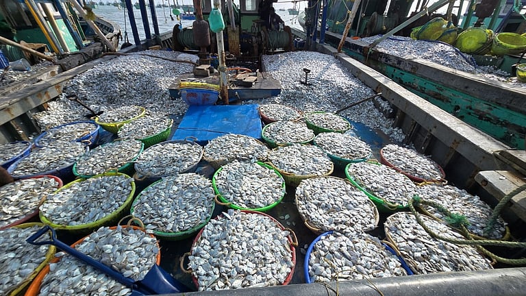 ராமேசுவரம் மீனவர்கள் வலையில் சிக்கிய டன் கணக்கிலான காரல் மீன்கள்!