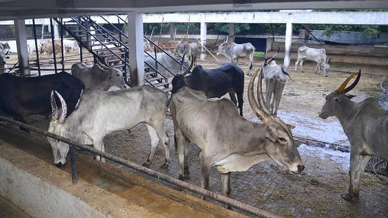 மாநகராட்சியின் நவீன மாடுகள் காப்பகம் பராமரிப்பு: தொண்டு நிறுவனங்கள் விருப்ப கடிதம் கொடுக்கலாம்