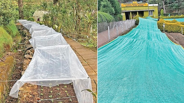 கொடைக்கானலில் பனியின் தாக்கம் அதிகரிப்பு: பிரையன்ட் பூங்காவில் மலர் செடிகளை பாதுகாக்க நிழல் வலை