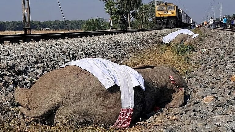 8 யானைகள் உயிரிழப்பு: அறிக்கை சமர்ப்பிக்க மத்திய அரசு உத்தரவு