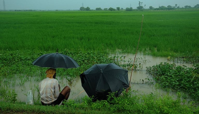 டெல்டா மாவட்டங்களில் பரவலாக மழை: சம்பா நெல் அறுவடை பாதிப்பால் விவசாயிகள் கவலை