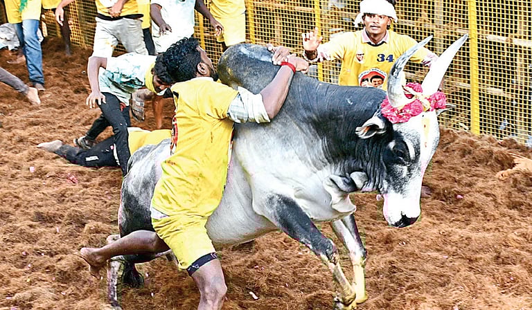 அலங்காநல்லூர் ஜல்லிக்கட்டு போட்டியை முதல்வர் ஸ்டாலின் இன்று தொடங்கிவைக்கிறார்