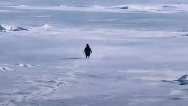 உலகையே திரும்பிப் பார்க்க வைத்த ஒற்றை பென்குயின்! இணையம் முழுவதும் இதுதான் டிரெண்ட்!