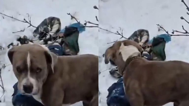 பனியில் சிக்கி உயிரிழந்த எஜமானர்களின் உடலை 4 நாட்கள் பாதுகாத்த வளர்ப்பு நாய்