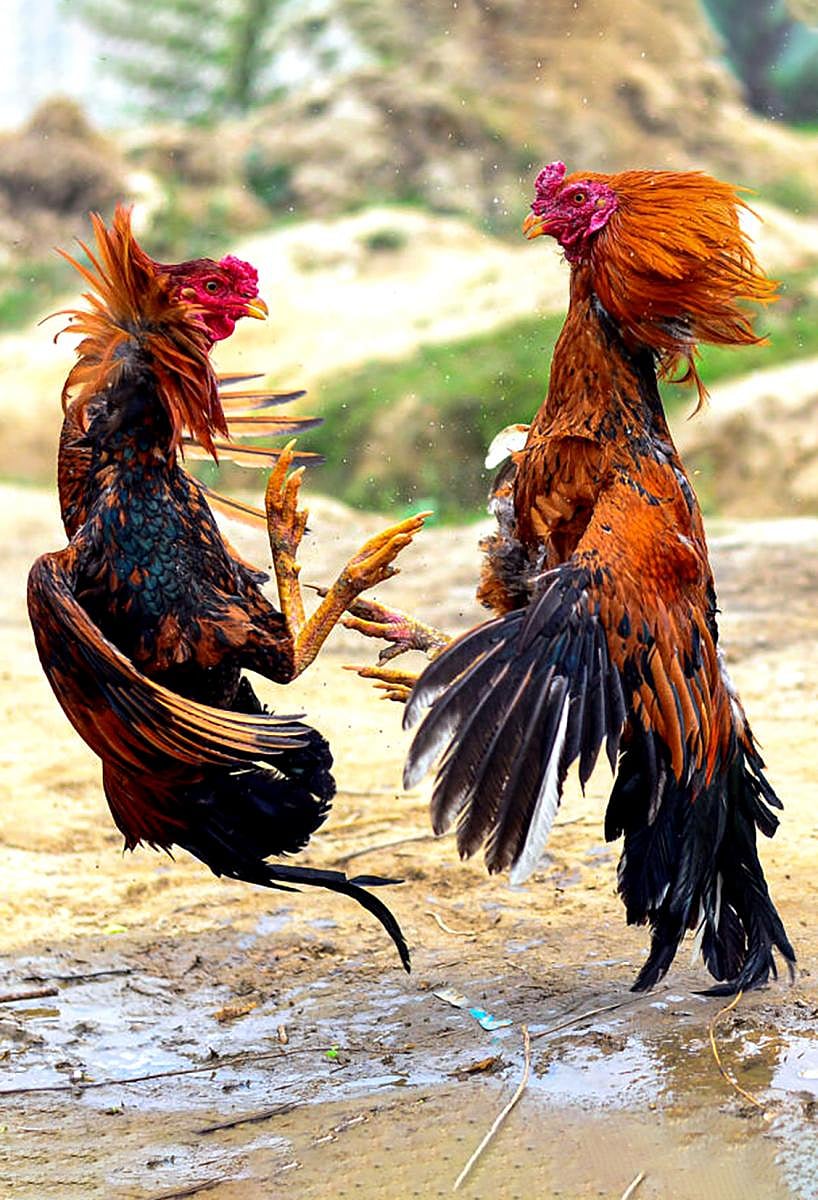 Porch roosters are a sight