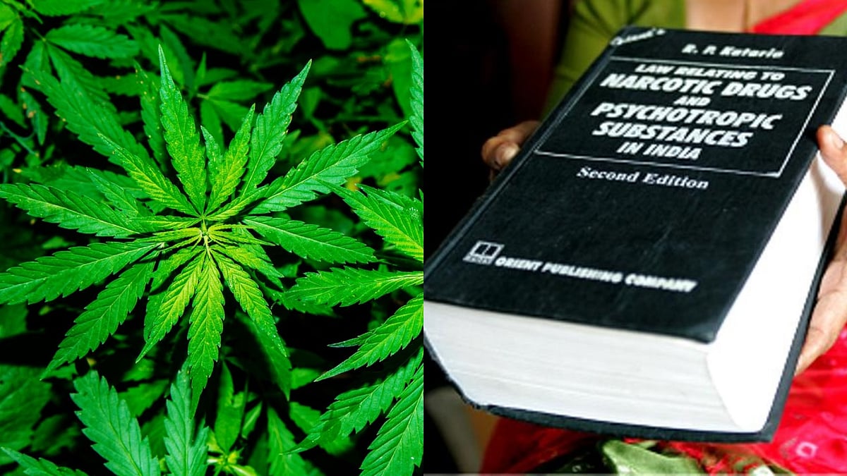 Understanding The Marijuana Laws in India | Homegrown