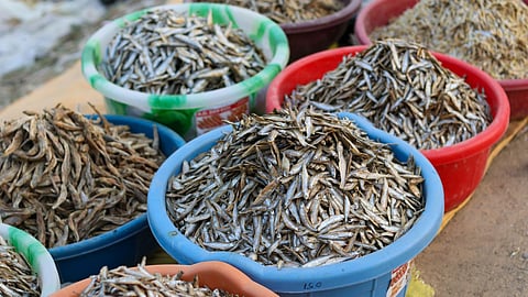 Dried fish at Fareniya Bazar