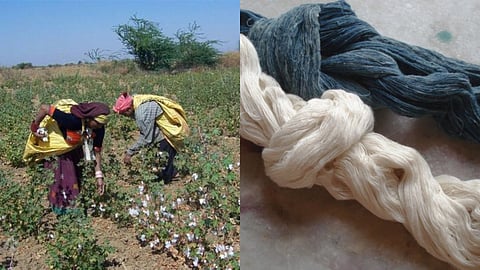 Found, Not Lost: India's Indigenous Kala Cotton Is Undergoing A Revival Decades In Making