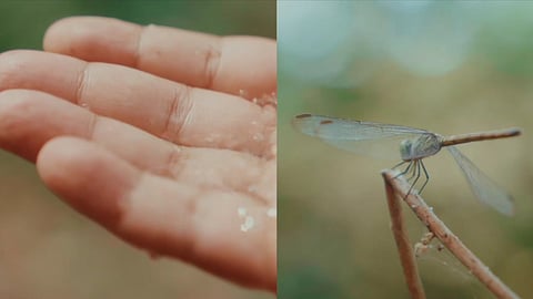 Projected as a 3-minute and 27-second single-channel loop, Habitat invites a slow contemplation of our place in the world through its suspension of time.