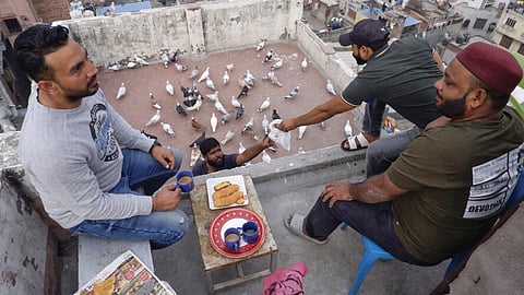 Khabootarbazi In The Terraces Of Old Delhi