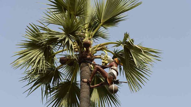 Tapping toddy usually runs in families and requires climbing tall palms, tying clay or metal pots near the flower clusters, and collecting the sap from the tree before sunrise.