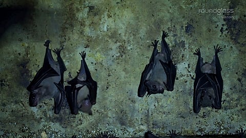 'Batman and the Baavali', is a new documentary by Roundglass Sustain, led by bat conservationist Rohit Chakravarty, which explores the hidden world of bats in urban Bengaluru. 