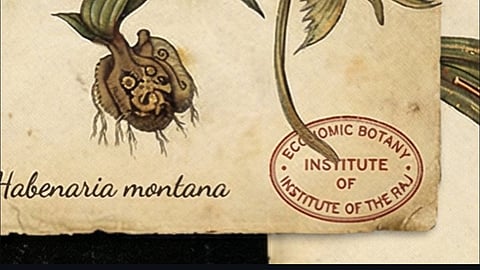 Created by Elsewhere in India and Antariksha Studio the series is a collaboration between the botanical archives of India and the United Kingdom, the series is an animated exploration of the archives.