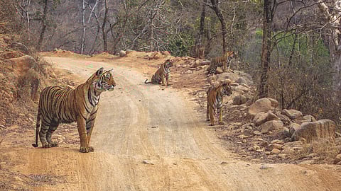 Each section mirrors the experience of moving through the forest itself. 