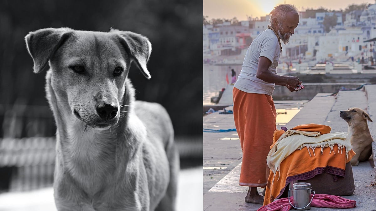 What Homegrown Documentary ‘Menace’ Gets Right And Wrong About India’s Stray Dogs