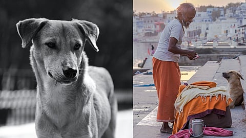 Vishal Bhutani’s documentary Menace argues for a sensitive approach while centring the voices of animal activists