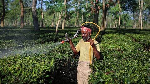 A man standing in a lush green tea plantation, spraying mist over tea bushes using a yellow hose nozzle.