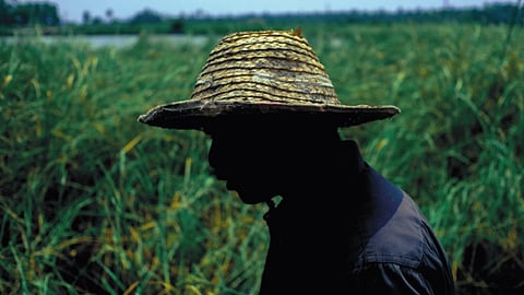 KHOJJ's 'What The Land Knows' explores the unique Pokkali rice grown in Kerala's coastal wetlands, highlighting the intricate relationship between rice and prawns. 