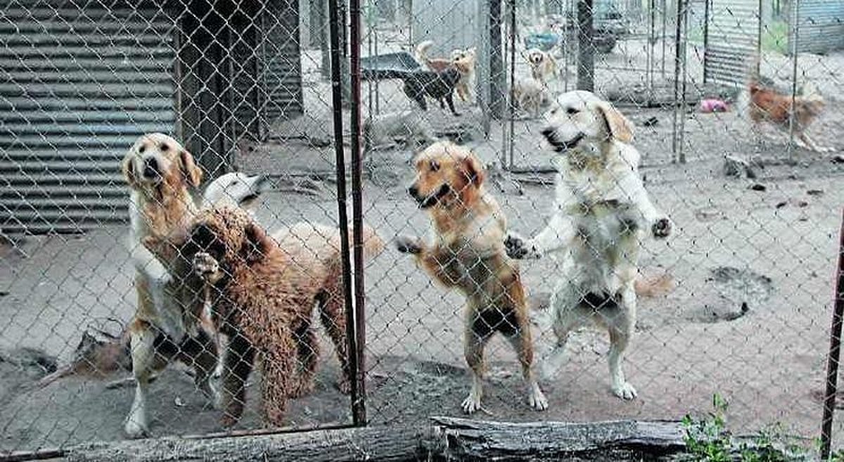 Indian Government Cracks Down on Unethical Dog-Breeding Industry Indian Government Cracks Down on Unethical Dog-Breeding Industry