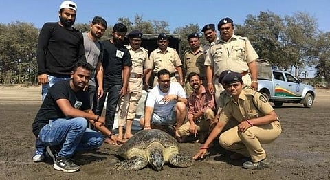 Handicapped Turtles May Soon Get Their Own Orphanage In Maharashtra
