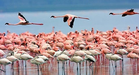 Flamingos