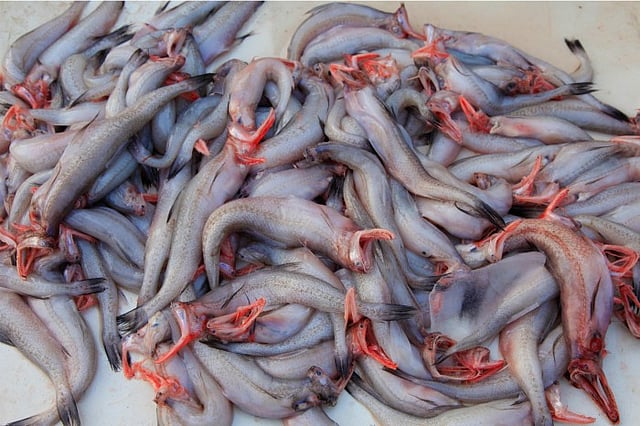 The Glorious Life Of Bombay Duck From Sea To Table | Homegrown India