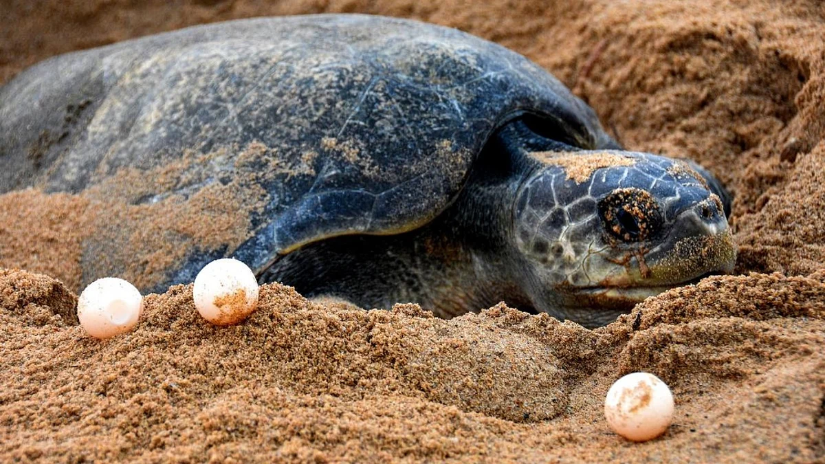 Here Are 7 Indian Beaches Where You Can Spot The Magnificent Olive Ridley Turtles | Homegrown