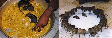 The Rat Temple Of Karni Mata Is One Of Rajasthan's Most Astonishing Sights
