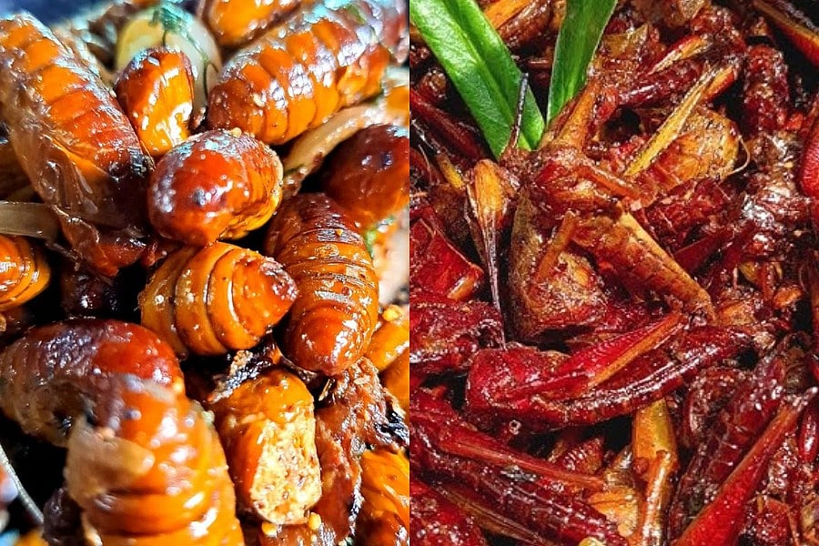 Benji Insect Food How Indigenous Insect Delicacies Could Be Our Way to a Sustainable Future