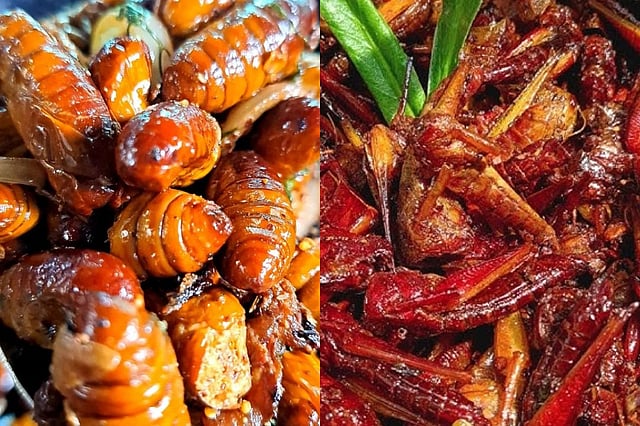 This Week In Culture: Long Night At The Museum, Insect-Based Foods ...