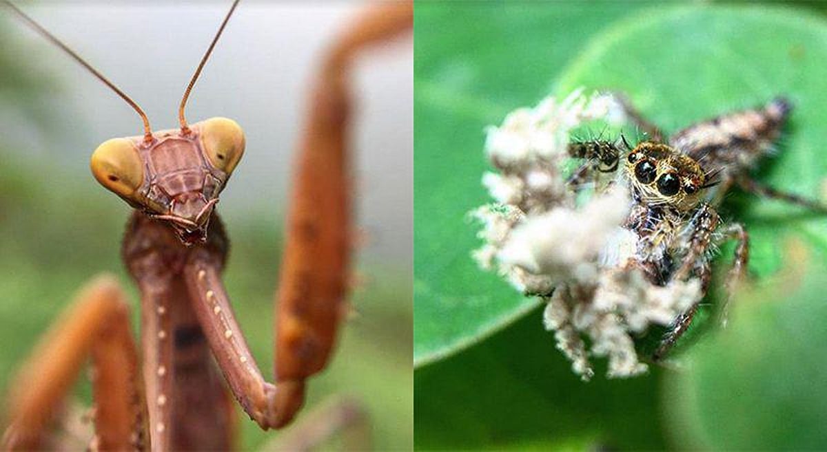 Studying And Photographing Insects, Bugs In Nature