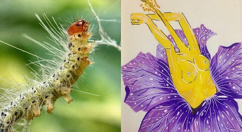 This Nature Photographer From Bangalore Is Documenting Different Insect ...